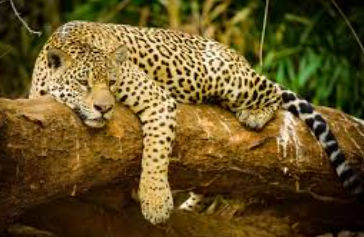Fauna del Parque La Amistad